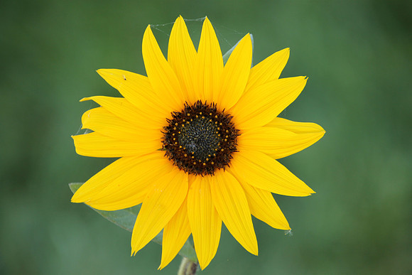 Sunflower with spider web