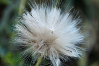 Thistle