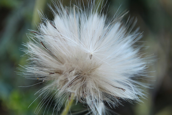 Thistle