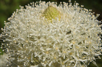 Bear Grass