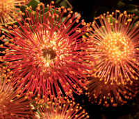 Fireworks flowers