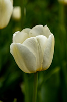 Keukenhof Garden