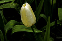 Rain drop tulip