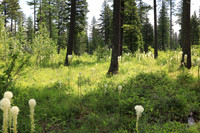 Field of bear grass
