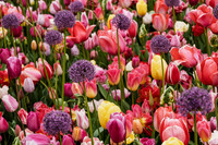 Colorful tulips
