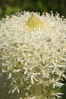 Bear Grass Flower