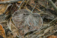 Morning frost on leaf