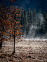 Morning fog