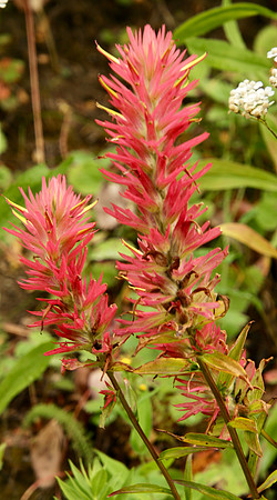 Indian paintbrush wildflower