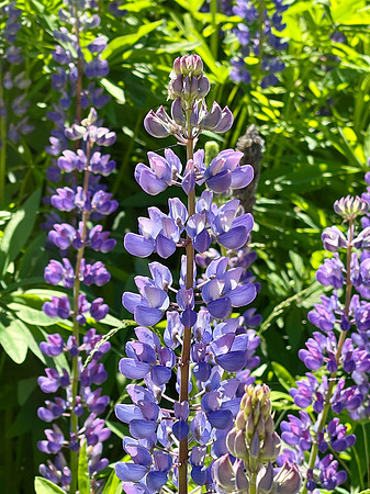 lupine flower