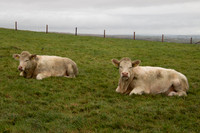 Irish cattle near Cliffs of Moher