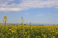 Canola field