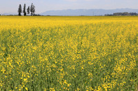Canola Field