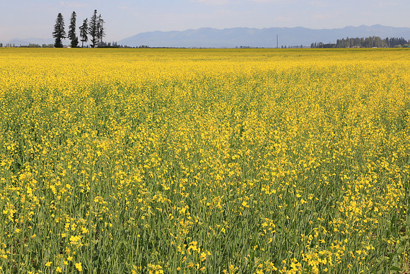 Canola Field