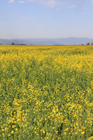 Canola field