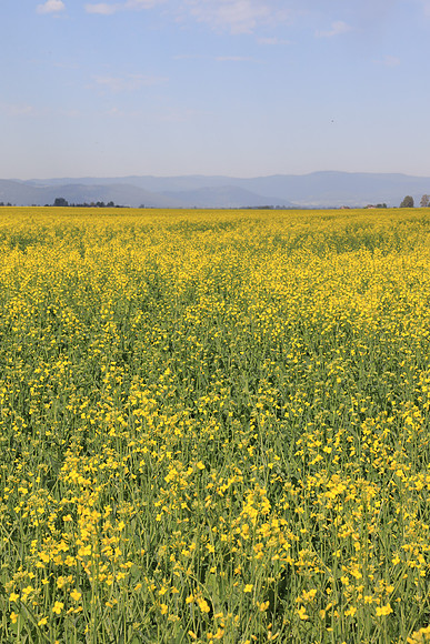 Canola field